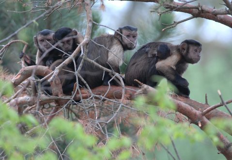 The capuchin monkeys at Living Links (photo: Alan R Thomson, RZSS)